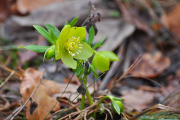 Hellebore, Christmas rose, Helleborus odorus, first spring flowers on sunlight