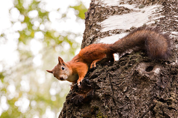 red squirrel on a tree