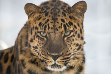 Portrait du léopard d& 39 Extrême-Orient