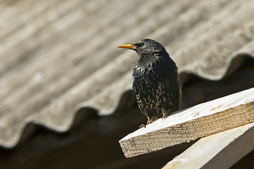 beautiful bird the Starling