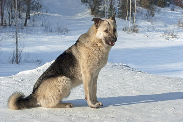 mongrels with fluffy fur sitting in the snow