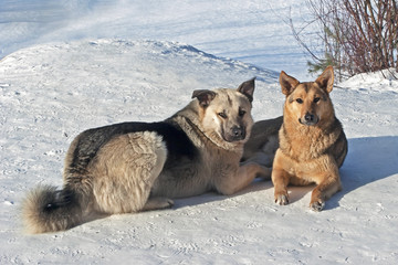 mongrels walk in the winter in the wood