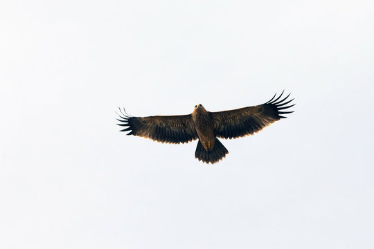 beautiful flight of a hawk in the sky