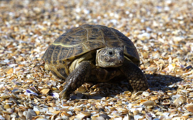  the turtle crawls along the seashore