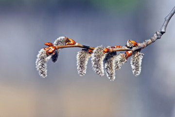 beautiful furry buds of pussy willow