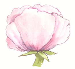 Single big pale pink and white flower with green stem painted in watercolor on clean white background