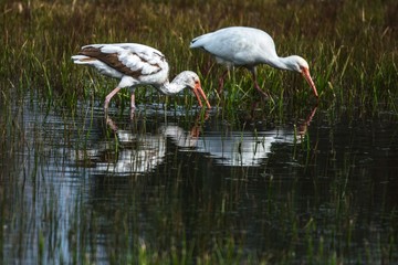 White Ibis Looking For A Meal!