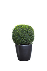 Buxus sempervirens tree in pot isolated on white