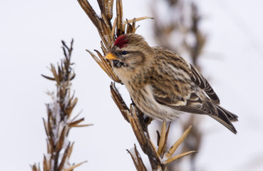 Common redpoll feeds on grass primrose seeds in snowy winter