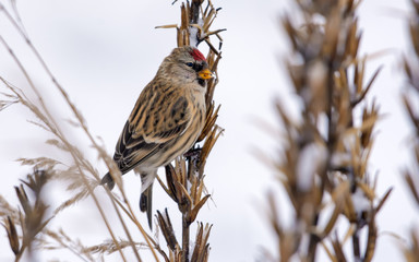 Common redpoll feeds on sundrops plant seeds in winter