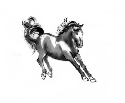 Sumi-e illustration of a leaping horse, landing on the front legs. Oriental ink painting, isolated on white background.