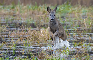 European roe deer high in the air over the water edge