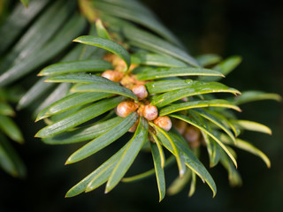 Bush growing in the park