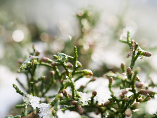 Bush in winter background
