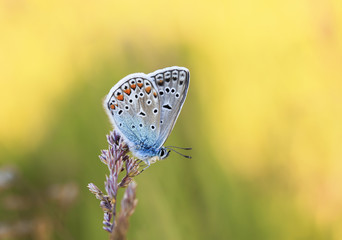 bright blue little butterfly sits on a floral gentle Sunny summer meadow