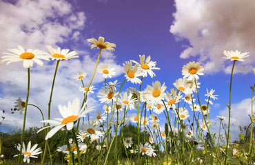 Fototapeta na wymiar white chamomile flower heads grow on a summer meadow and stretch to the blue sky
