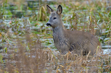 European roe deer stands immersed in deep water pond