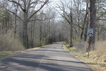 Forest road and trail to walk or run