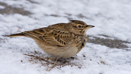 Crested Lark posing on snowy ground in winter