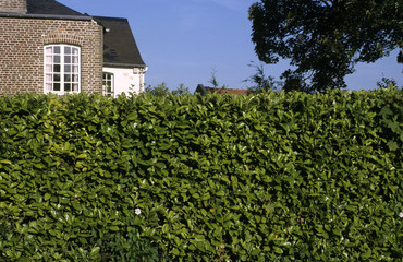 Haie, Laurier cerise, Prunus laurocerasus