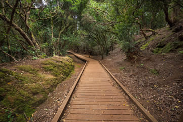 Naklejka premium Anaga rain forest in Tenerife island, Canary islands, Spain.