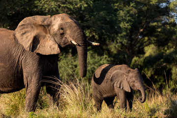 Elephant Mother and Baby