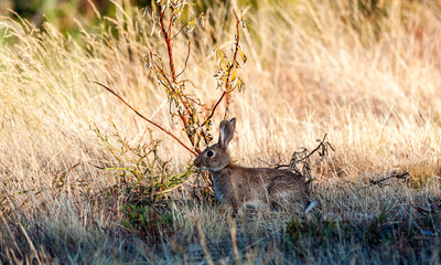 Wild Rabbit