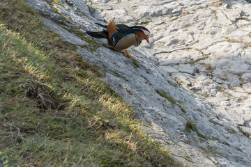 Farbiger Vogel am laufen