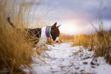 Bull Terrier in winter field
