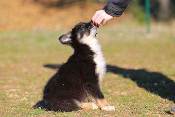 Border collie puppy © melounix