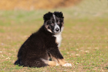 Border collie puppy