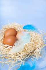 Easter eggs in nest