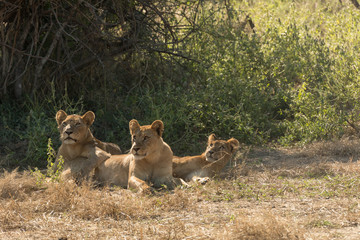 Naklejka premium Three African Lioness under a Tree