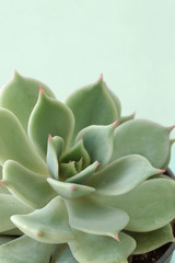 Macro of succulent plant - Echeveria