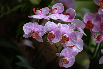 Colorful Orchids / Beautiful Colorful Orchid Flower in the orchid house