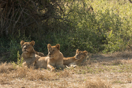 Three African Lioness under a Tree