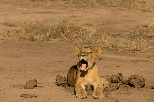 Small Lion Cup Yawning