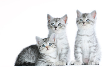 Drei getigerte Kätzchen isoliert auf weißem Grund