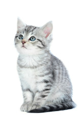 Getigertes Kätzchen isoliert auf weißem Grund