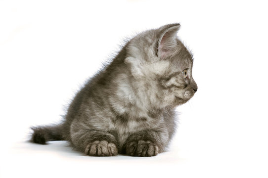 Getigertes Kätzchen sieht zur Seite isoliert auf weißem Grund