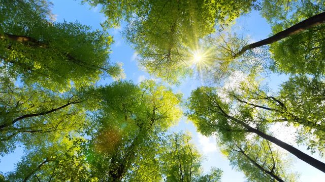 The spring sun in the clear blue sky gently shining through fresh green treetops in a forest

