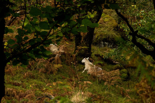 Sheep in Forest