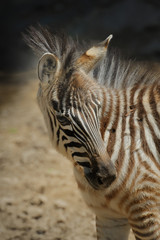 zebra,