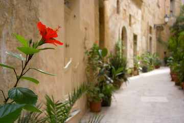 Fototapeta na wymiar Hibiscus In Mediterranean Street, Malta