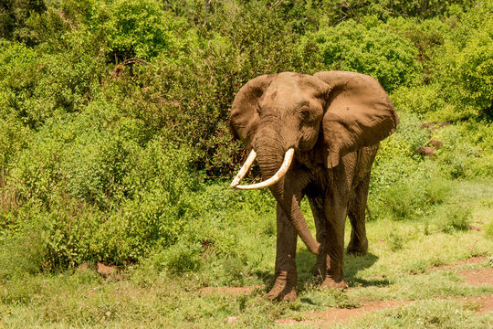 African Elephant in Front of Green Forest