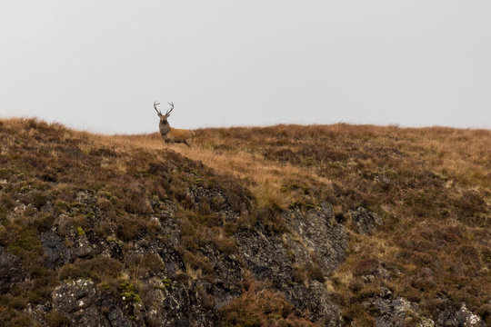 Proud Stag in Scottish Highlands