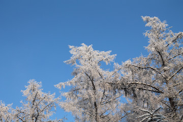 Arbres givrés sur un grand ciel bleu