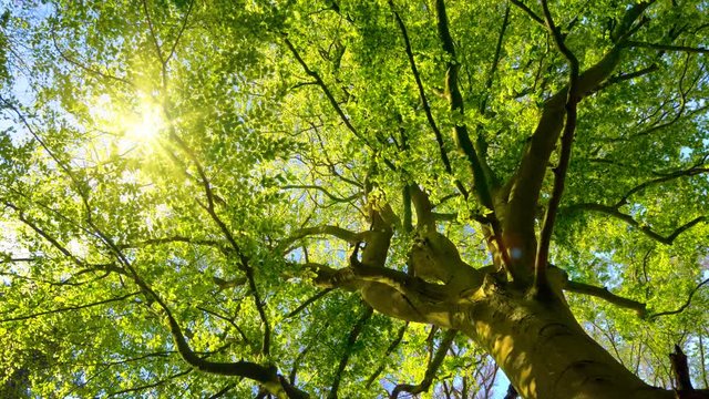 The spring sun gently shining through the fresh green branches of a large beech tree

