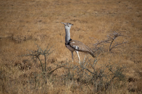 Kori Bustard Heavy Bird