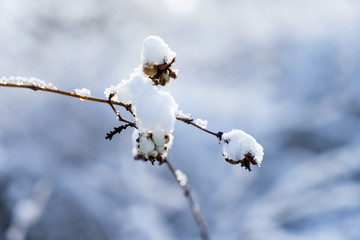 Winter / Schnee auf einem kleinen Zweig
